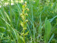 Frog orchid Eryrys  1.JPG