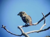 spotwingedgrosbeak.jpg