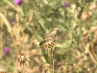 Rufous bush chat Tsiknias River mouth 280518 photo by Christa van Gulijk.JPG