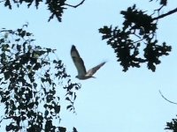 European Honey Buzzard.jpg