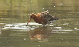 Godwit.jpg