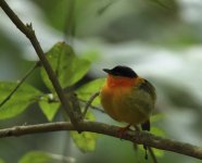 orange coll manakin.JPG