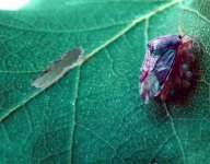 small shield bug ex IMG_8207 (cropped).jpg