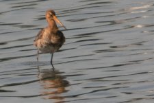 Black-tailedGodwit.jpg