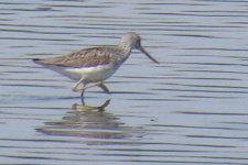 greenshank.jpg