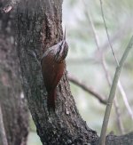 DSC00942 Narrow-billed Woodcreeper @ Costanera.jpg