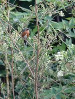 DSC00943 Black-and-rufous Warbling Finch @ Costanera.jpg