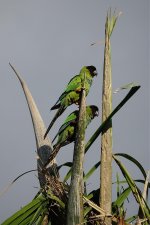 DSC00969 Nanday Parakeet @ Costanera.jpg