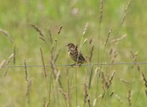 Bobo_or_Meadowlark5601.jpg