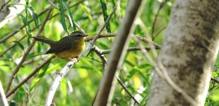 DSC00971 Golden-crowned Warbler @ Costanera Sur.jpg