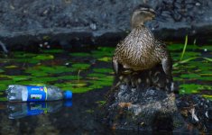 mother ducklings and bottle.jpg