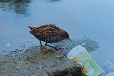 1989 05 18 Baillon's Crake.JPG