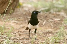 Maghreb Magpie 9361.jpg