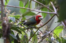 red headed barbet feeding.JPG