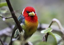 red headed barbet.JPG