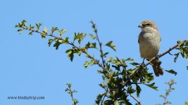 2018.07.28 Woodchat Shrike.JPG