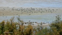 2018.07.28 Gull-billed Terns.JPG