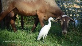 2018.07.28 Cattle Egret.JPG