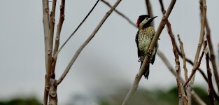 DSC00983 Green-barred Woodpecker @ Costanera.jpg