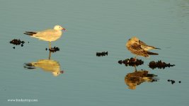 2018.07.28 Audouin's Gulls.JPG