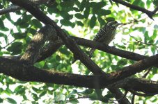 DSC00991 Checkered Woodpecker @ Costanera.jpg