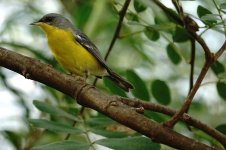 DSC01019 Tropical Parula @ Costanera.jpg