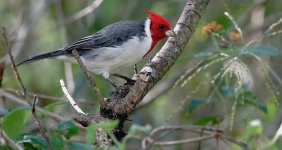 DSC01015 Red-crested Cardinal @ Costanera.jpg