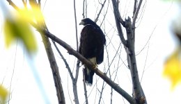 DSC01010 Bay-winged Hawk @ Costanera Sur.jpg