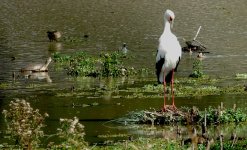 DSC01003 Maguari Stork @ Costanera Sur.jpg