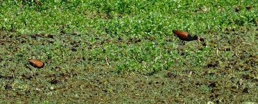 DSC00997 Wattled Jacana @ Costanera Sur.jpg