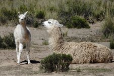 DSC00441 Llamas @ altiplano.jpg