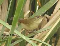 Warbler ID-2a.jpg