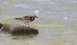 Turnstone3.JPG