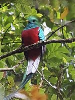 quetzal digiscope.jpg