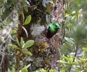 male quetzal at hole.JPG