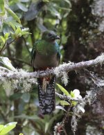 quetzal female.jpg