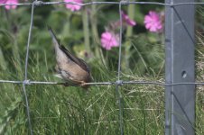 Moltonis_Subalpine_Warbler (1).JPG