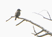 ?Wood-Pewee3820.jpg