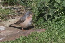 Moltonis_Subalpine_Warbler (2).JPG