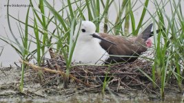 2018.05.09 Black-winged Stilt.JPG