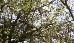 resized pied fly.jpg