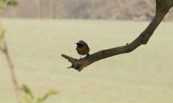 resized redstart.jpg