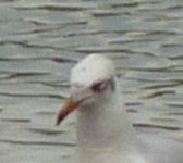 Med Gull 1.jpg