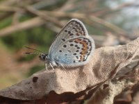 Silver-studded Blue.jpg