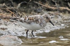 Sanderling_3847.jpg