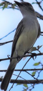 Tropical Kingbird (2).jpg