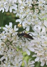 Black-striped Longhorn.jpg