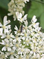 Common Grammoptera.jpg