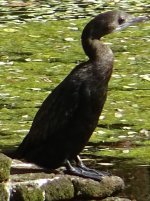 Indian Cormorant.JPG