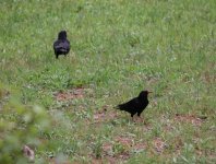 Red b Chough2.jpg